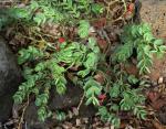 : - Euphorbia degeneri
