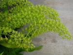 : - Grammatophyllum scriptum var. scriptum