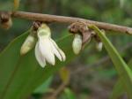 : - Xylopia sericea