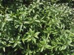 : - Nototrichium divaricatum