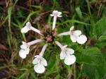 : - Phyllostegia grandiflora