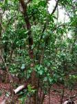 : - Pisonia brunoniana