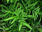 : - Pteris hillebrandii