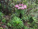: - Trematolobelia macrostachys