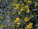 Weidenblatt-Akazie - Acacia saligna
