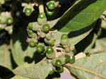 : - Aegiphila verticillata