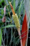: - Allagoptera leucocalyx