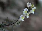 : - Antirrhinum siculum