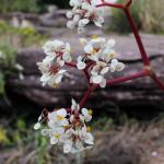 : - Begonia petasitifolia