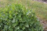 Schild-Ampfer - Rumex scutatus