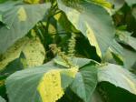 Nesselschön- - Acalypha wilkesiana