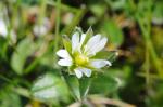 Dunkles Hornkraut - Cerastium pumilum