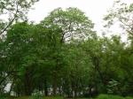 : - Wrightia tinctoria