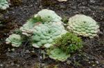 : - Aeonium glandulosum