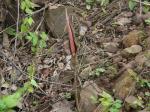 : - Amorphophallus commutatus