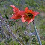 : - Hippeastrum aulicum