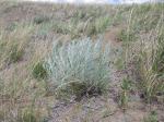 : - Artemisia longifolia