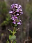 : - Lippia rotundifolia