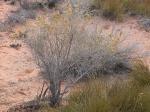 Graue Flügelmelde - Atriplex canescens