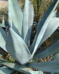 :-Agave americana var. expansa