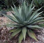 :-Agave avellanidens