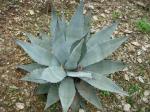 :-Agave chrysantha