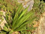 :-Agave ocahui