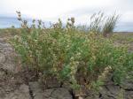 : - Endolepis dioica