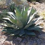 :-Agave wocomahi