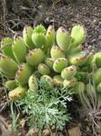 : - Cotyledon tomentosa
