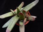 : - Gasteria obliqua