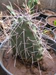 : - Opuntia engelmannii subsp. lindheimeri