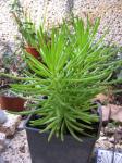 Zierpfeffer - Peperomia ferreyrae