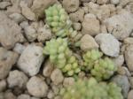 Eselschwanz - Sedum burrito