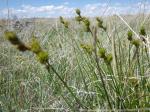 : - Carex brevior
