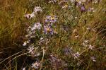 : - Dieteria canescens