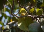 : - Artocarpus lacucha