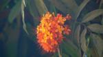 : - Saraca asoca
