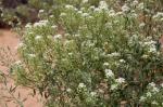 : - Lepidium eastwoodiae