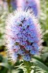 Prächtiger Natternkopf - Echium nervosum