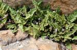 : - Cheilanthes feei