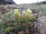 : - Castilleja pulchella