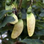 : - Machaerium acutifolium