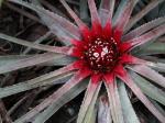: - Orthophytum burle-marxii