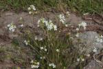 Hallers Gänsekresse - Arabidopsis halleri subsp. halleri