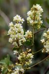 : - Serjania erecta