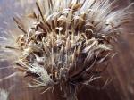 : - Cirsium longistylum