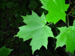 Zucker-Ahorn - Acer saccharum