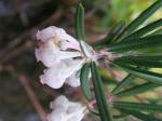 : - Andromeda glaucophylla