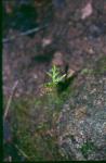 Lanzetlliche Mondraute - Botrychium lanceolatum